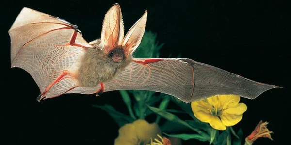 Besuch bei Fledermaus & Co - Abendwanderung